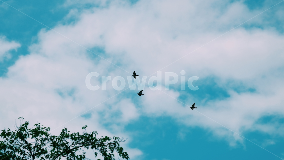동물,새,하늘,나는,flying,자연,풍경,nature,landscape,animal,bird