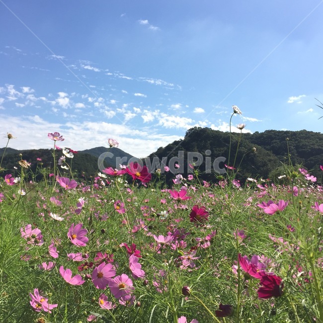 sky,sight,autumn,Cosmos,Sky of Autumn,Sunny