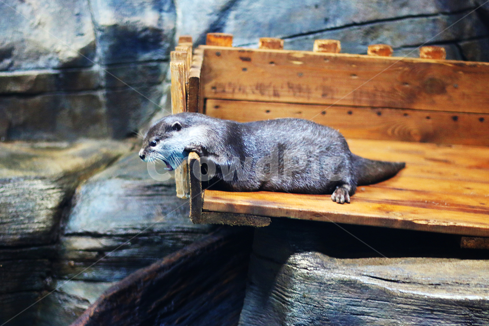 수달,동물원,화,버럭,귀여움,힐링,동물,animal,포유류,mammal
