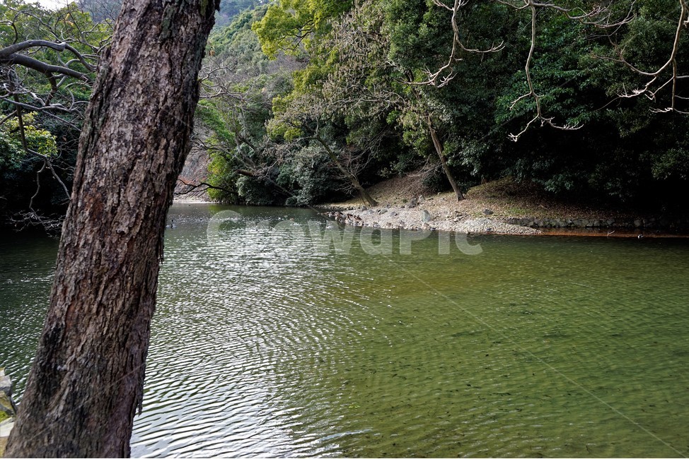 숲,자연,나무,물,연못,소나무,자연,풍경,nature,landscape,water,outdoors,옥외