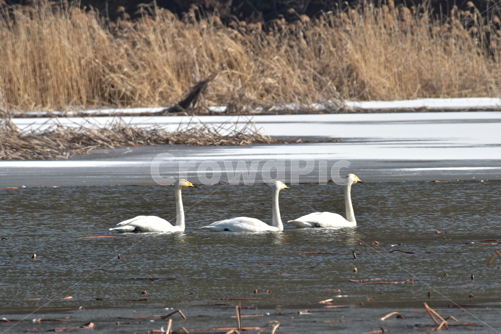 고니,tundraswan,겨울철새,보호새,야생조류,백조,swan,대형물새,오리과,천아,큰고니,겨울,계절,winter,season,동물,animal,조류,새,birds