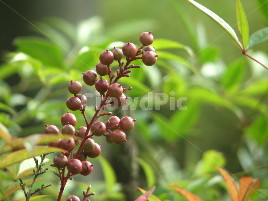 plant,fruit,과일,식물,food