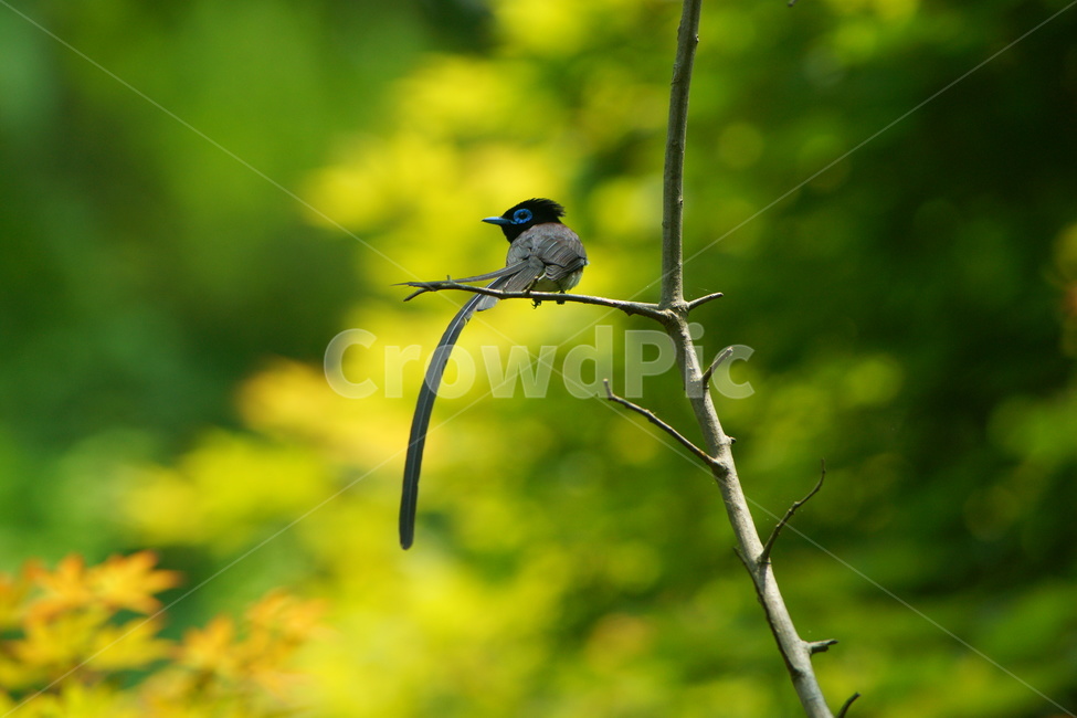 긴꼬리딱새,삼광조,육추,조류,새,동물,animal,조류,새,birds