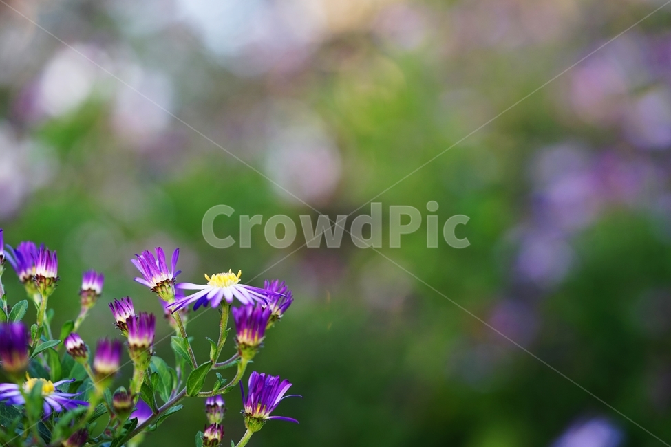국화,소국,꽃,식물,가을,이슬,식물,자연,plants,nature,꽃,flower