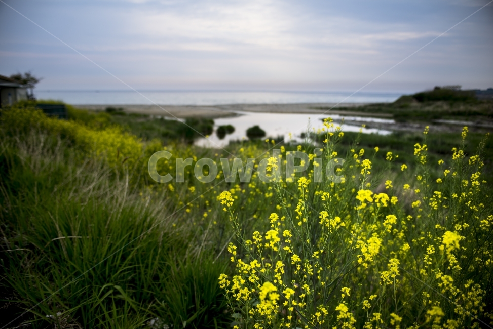 꽃,풍경,flower,landscape,바닷가,자연,풍경,nature,landscape,식물,plants,꽃,flower,outdoors,옥외,field,들,grassland,목초지,rural,농촌,farm,농장,meadow