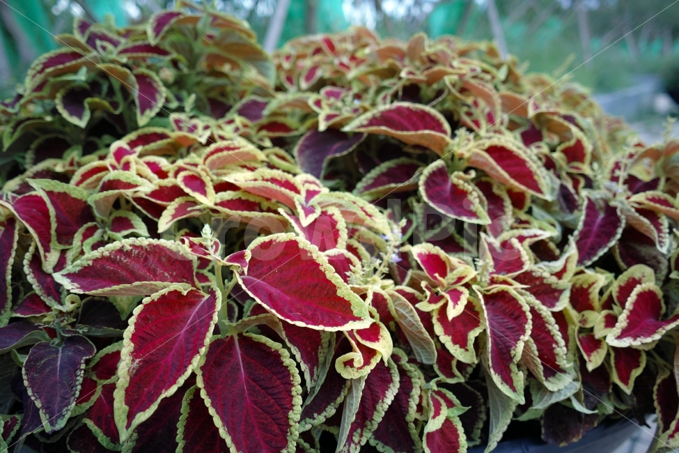 포인세티아,꽃,화분,잎,붉은색잎,식물,자연,plants,nature