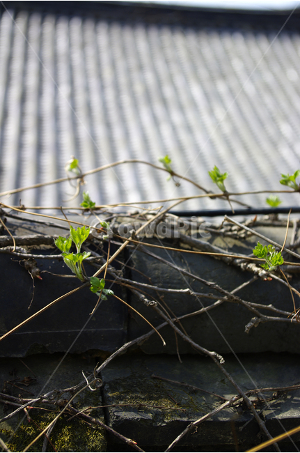 한국,새싹,넝쿨,기와,지붕,담,식물,자연,plants,nature