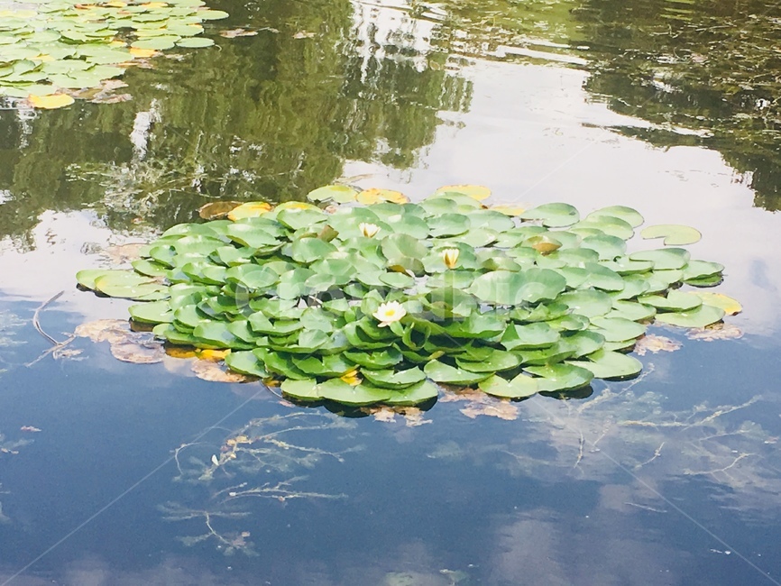 연잎,연꽃,연못,저수지,풀,초록색