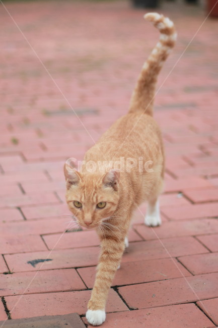 고양이,길냥이,다가옴,동물,포유류,동물,animal,포유류,mammal,고양이,cat,kitten,kitty