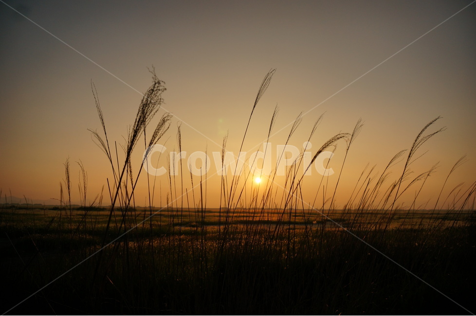 자연,하늘,노을,일몰,갈대밭,역광,자연,풍경,nature,landscape,plant,식물,grass,잔디,lawn,reed,갈대
