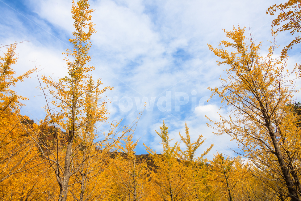 은행나무,하늘,가을,계절,평화,향기,홍천,은행나무침대,가을,계절,fall,autumn,season,자연,풍경,nature,landscape,plant,식물,tree,나무