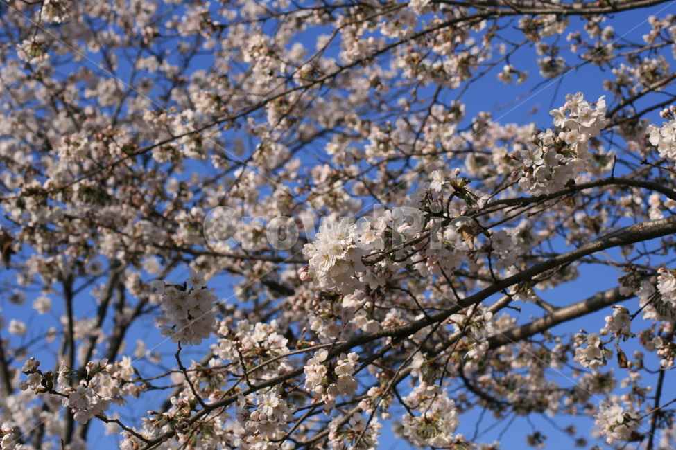 나무,벚꽃,하늘,파란색,푸른,봄,꽃잎,자연,plant,식물,flower,꽃,blossom,식물,자연,plants,nature,꽃,flower
