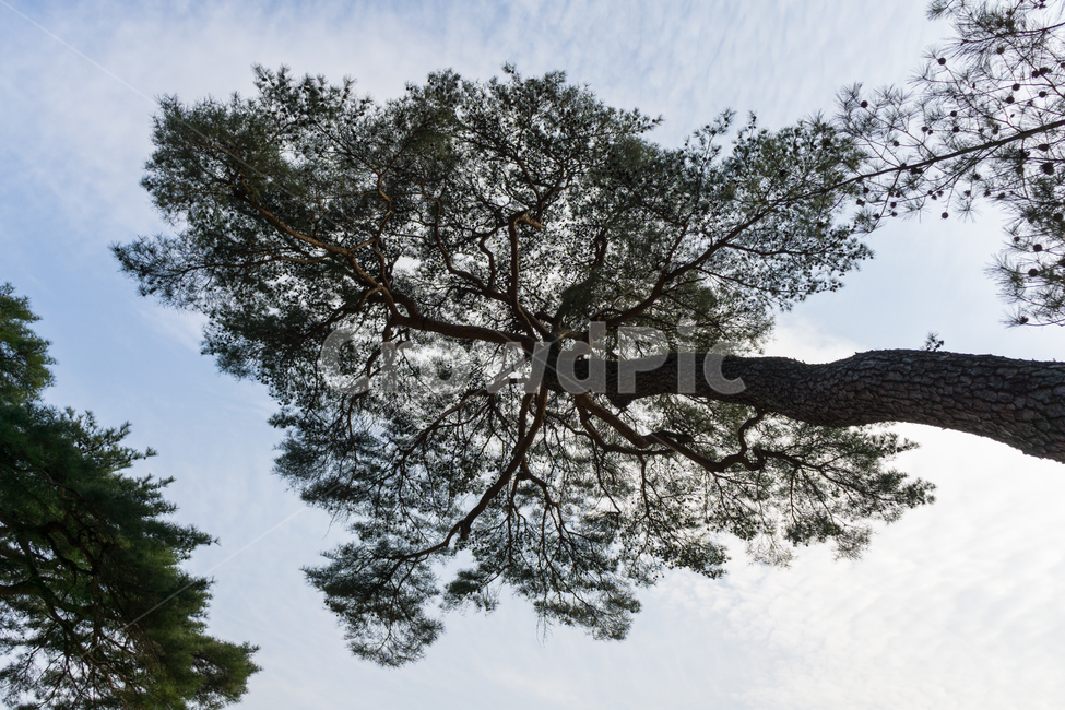 나무,뿌리,가지,잎,마인드맵,자연,식물,자연,plants,nature,나무,trees,wood