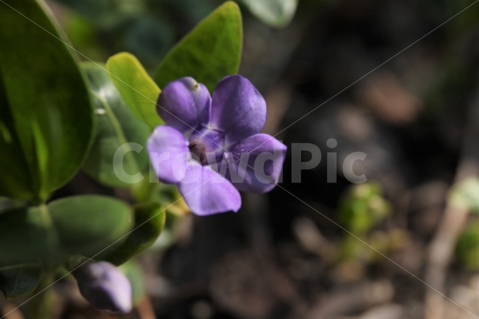 꽃,햇살,보라색,접사,봄,식물,자연,plants,nature,꽃,flower