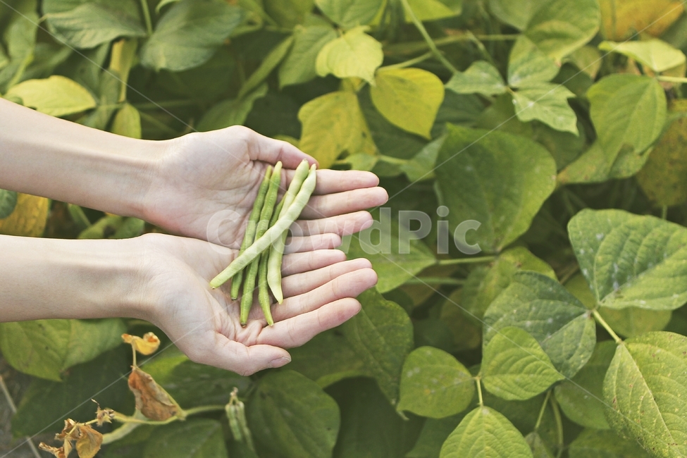 대두,soybean,농산물,agriculture,정물사진,사람,인물,인간,human,person,신체일부,몸,body,콩류,견과류,beans,pulse,nuts,dry fruits