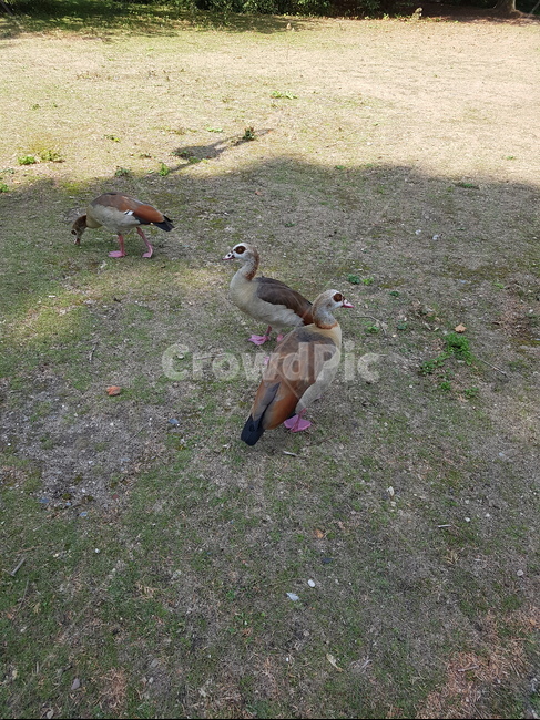 잔디,공원,새,자연,잔디밭,봄,동물,animal,조류,새,birds