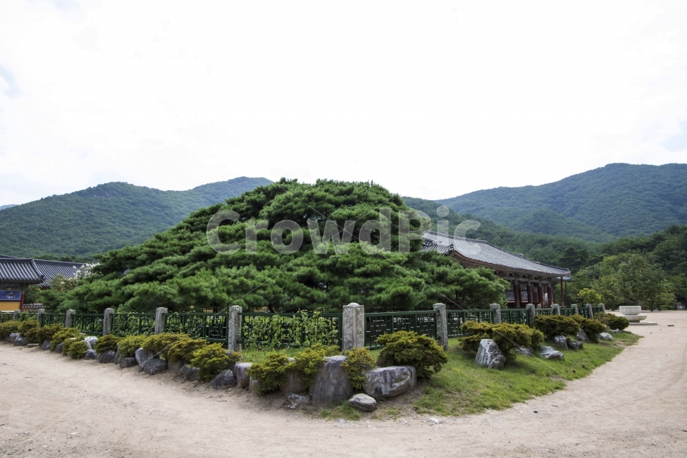 사진,단독사진,디자인,소스,포토,사진자료,배경,배경사진,풍경,한국,전통,민속,사찰,절,불교,종교,하늘,기와,기와집,푸른하늘,전통가옥,한옥,건축,건축물,건축양식,기와지붕,지붕,동양,소나무,와송,한국전통,한국문화,korean traditional,korean culture,종교,신앙,religion,belief,faith