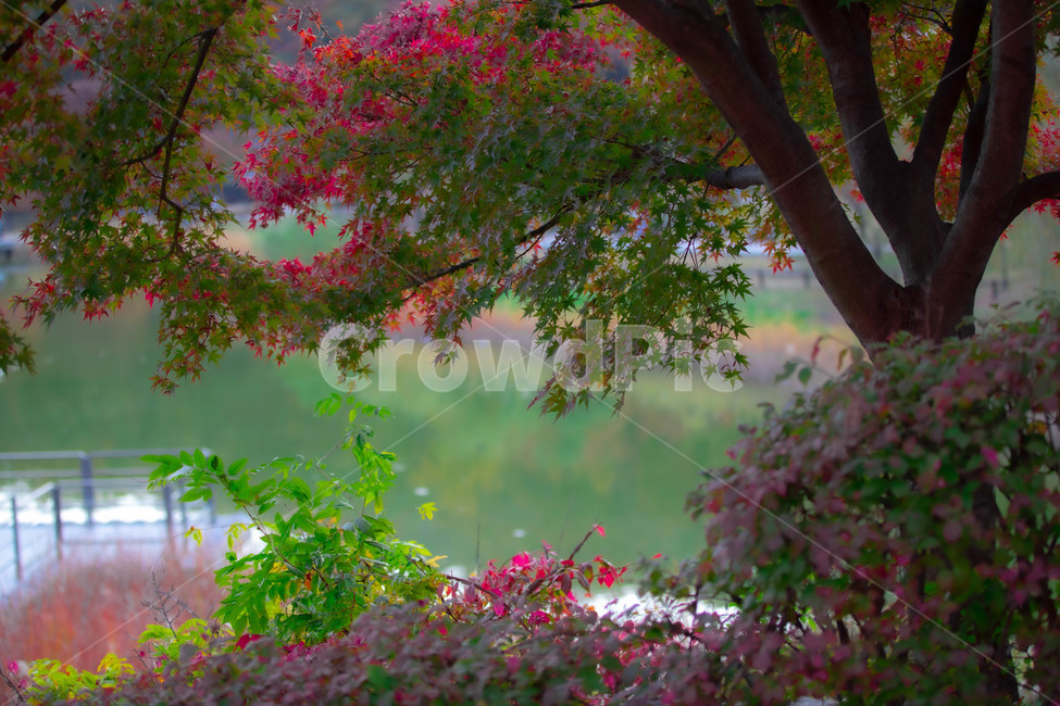 호수,공원,나무,식물,잎,풀잎,tree