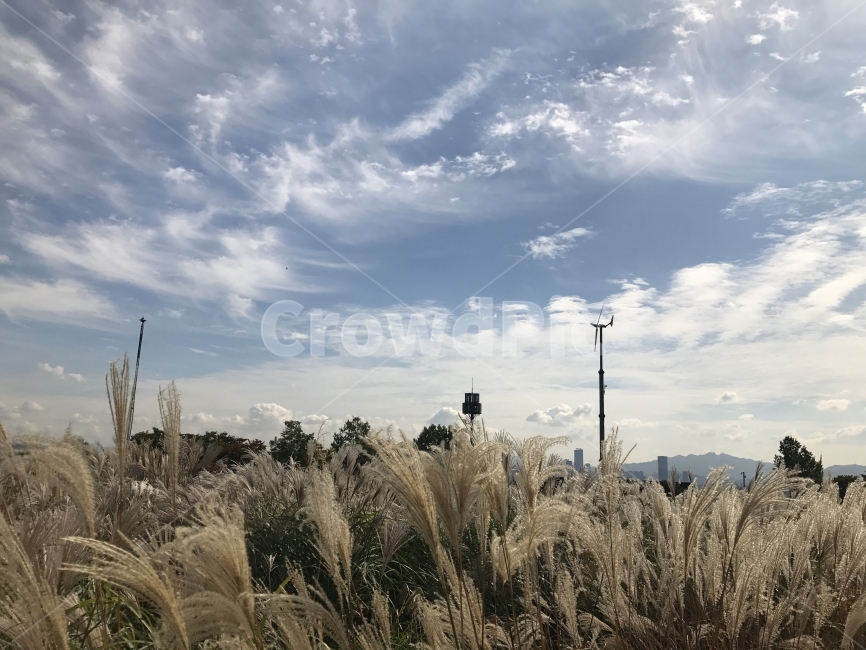 갈대,갈대밭,바람,풍경,하늘,구름,흰구름,여유,산책,가을,Sky,Cloud,자연,풍경,nature,landscape,grass,잔디,plant,식물,lawn,reed