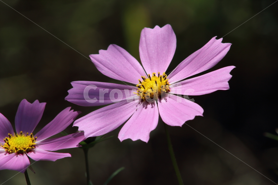 코스모스,꽃,식물,가을꽃,cosmos,가을,계절,fall,autumn,season,식물,자연,plants,nature,꽃,flower,plant