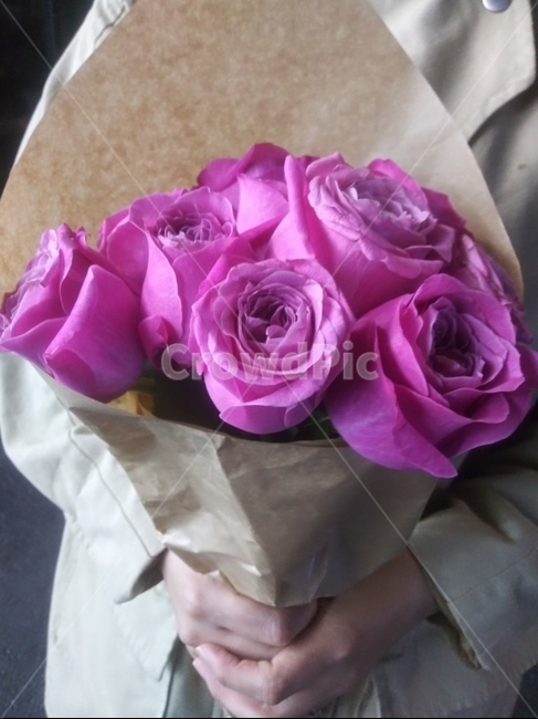 식물,분홍장미,축하,flowerbouquet,고백,꽃다발,plant,flower,꽃,blossom,꽃,flower
