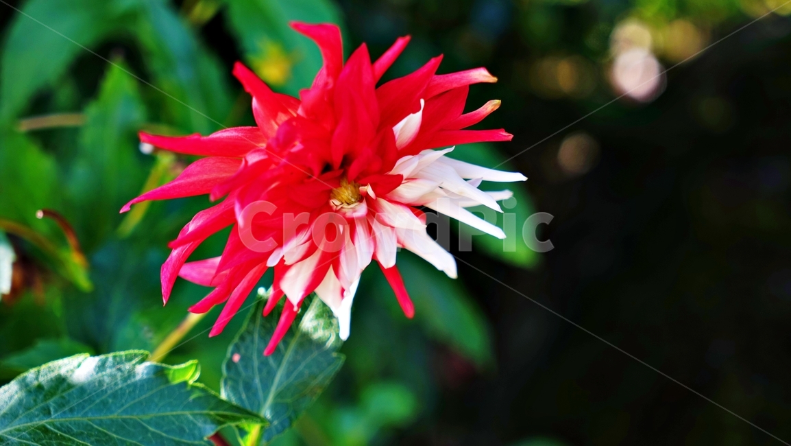 다알리아,flower,dahlia,꽃,plant,식물,자연,plants,nature,꽃,flower