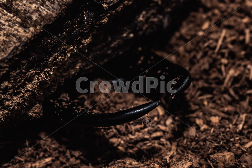 곤충,벌레,자연,생명,사슴벌레,bug,insect,접사,넓적사슴벌레,은신,곤충,벌레,insect,bug