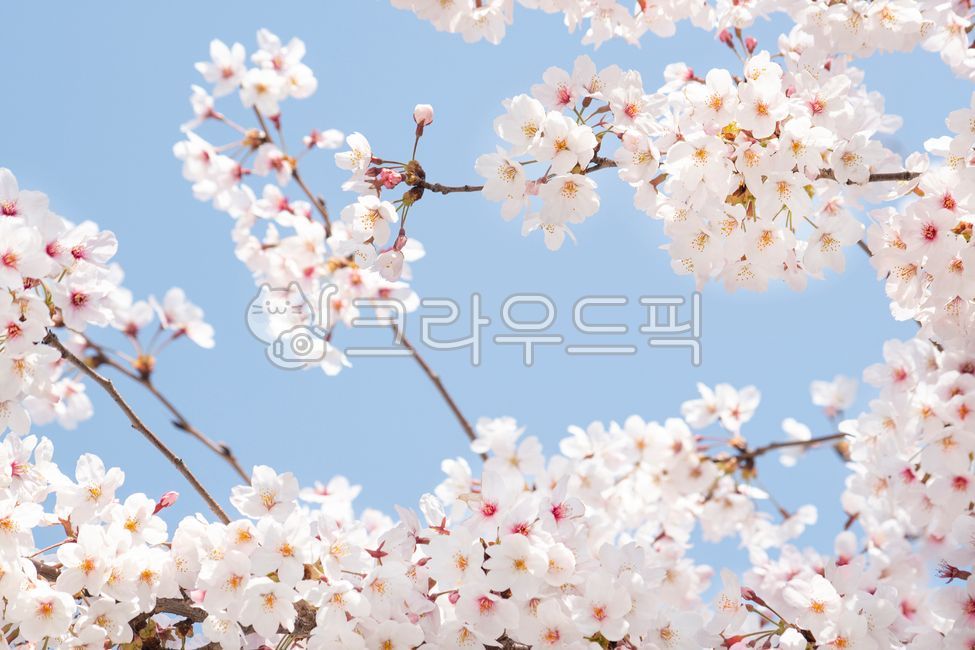 Spring,cherry blossoms,cherry tree,flower viewing,spring news,cherry blossom tree,sky,clear,weather,march,april,blossom,nature,bloom,season,tree,plant,flower,natural,pink,background,landscape,full bloom,sky blue,pink,petal,outdoo