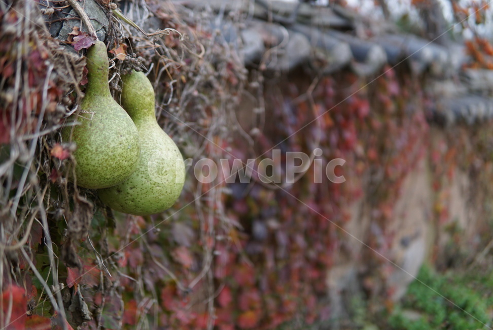 표주박,식물,plant,넝쿨,담장넝쿨,식물,자연,plants,nature