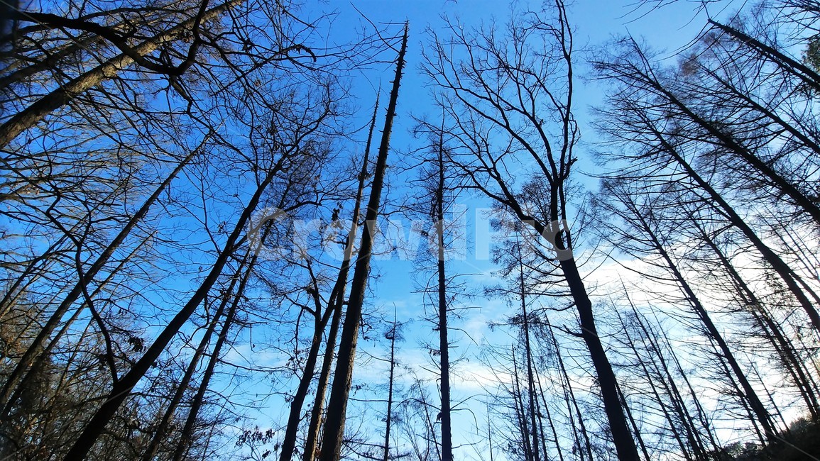 숲,나무,겨울숲,겨울나무,하늘,창공,sky,하늘풍경,자연풍경,한국풍경,자연경관,tree,plant,식물