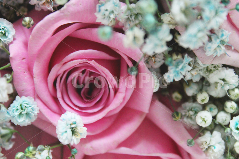 rose,장미,flower,식물,꽃,꽃다발,안개꽃,꽃,flower