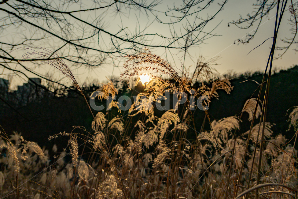 plant,식물,플레어,flare,light,빛,sunlight,햇빛,노을,갈대,reed,봉화산,산,해질녘,가을,석양