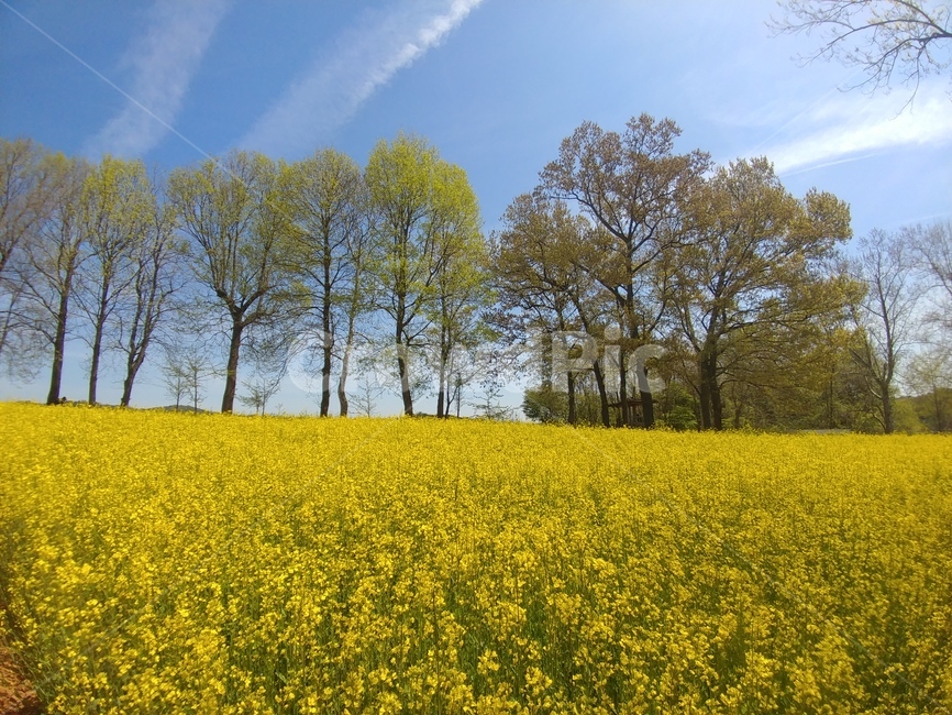 유채꽃,봄,4월,하늘,풍경,봄,계절,spring,season,자연,풍경,nature,landscape,field,들,grassland,목초지,outdoors,옥외