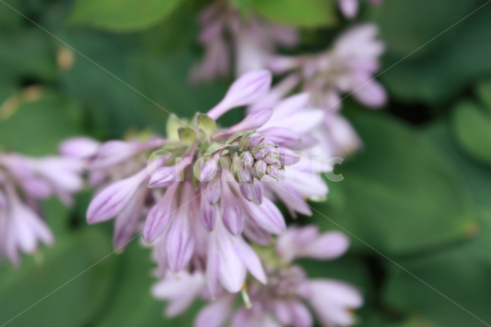 purple,꽃,green,plant,leaf,pink,식물,자연,plants,nature,꽃,flower