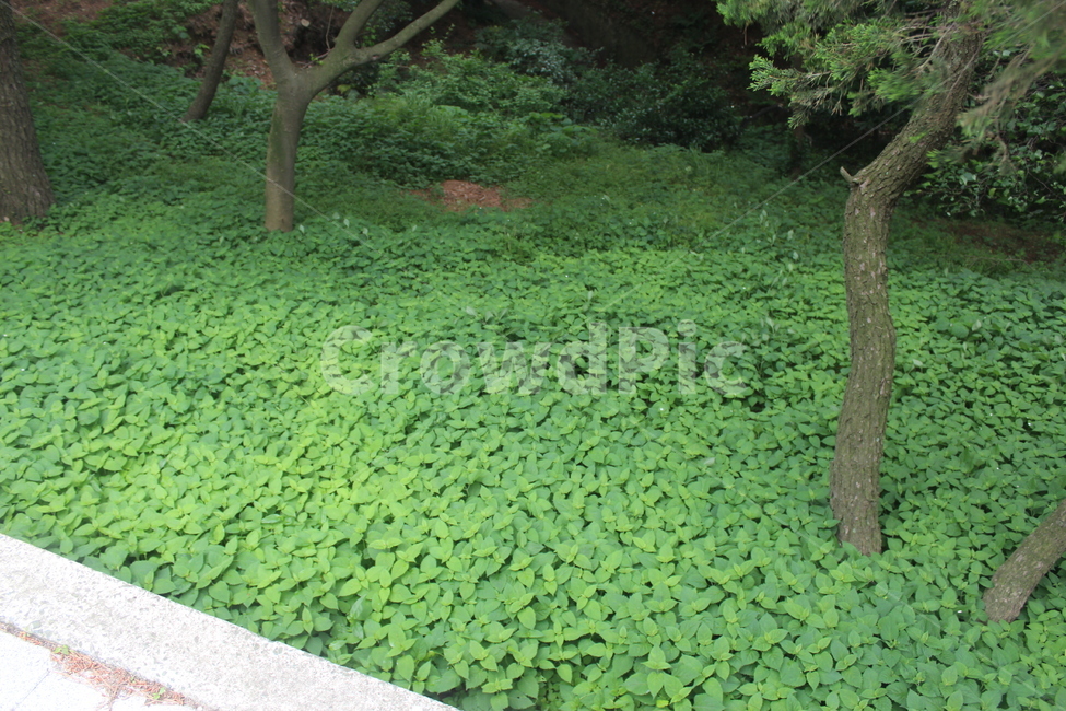 야생화,꽃,꽃밭,풍경,꽃배경,자연,풍경,nature,landscape,식물,plants,vegetation,초목,plant,outdoors,옥외,land,땅,green,초록