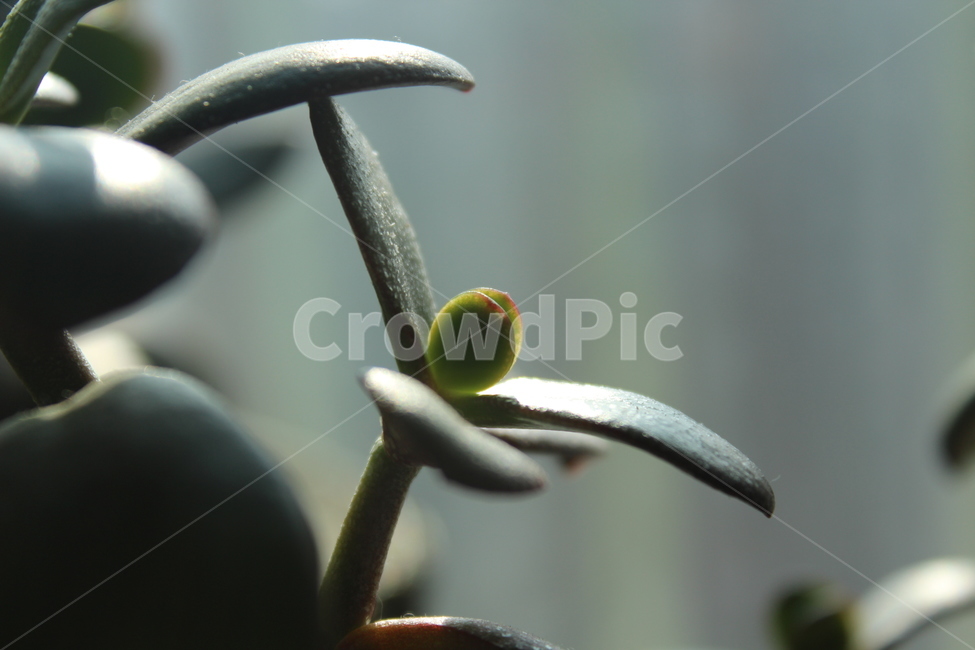 식물,plant,잎,leaf,green
