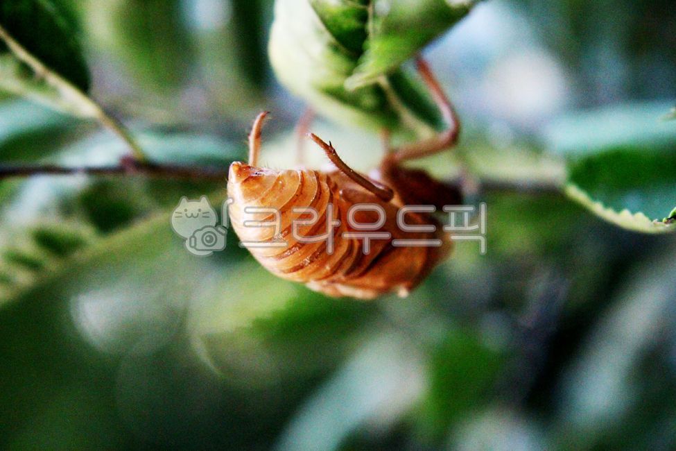 molting,cicada,insect,animal,invertebrates