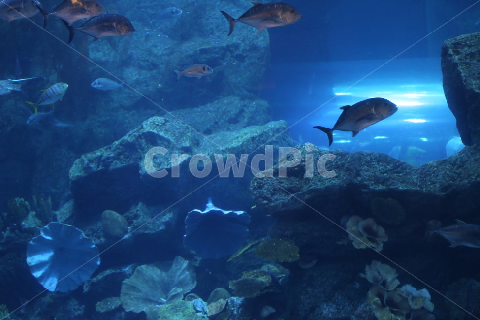 수족관,물고기,산호,두바이몰,여가,동물,animal,어류,물고기,fish