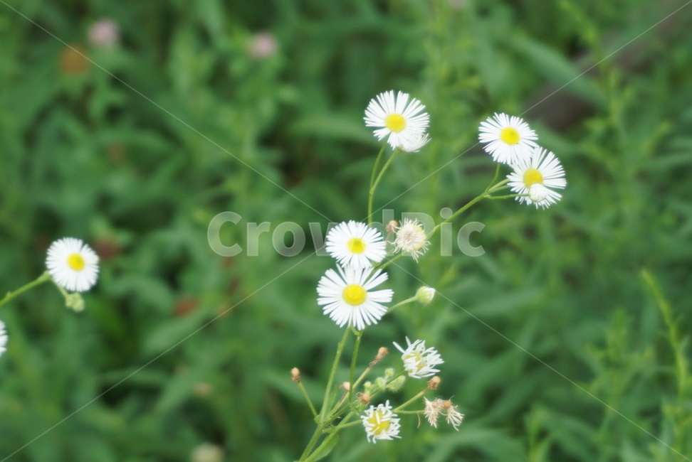 꽃,잡초,하얀꽃,여름,풍경,계절