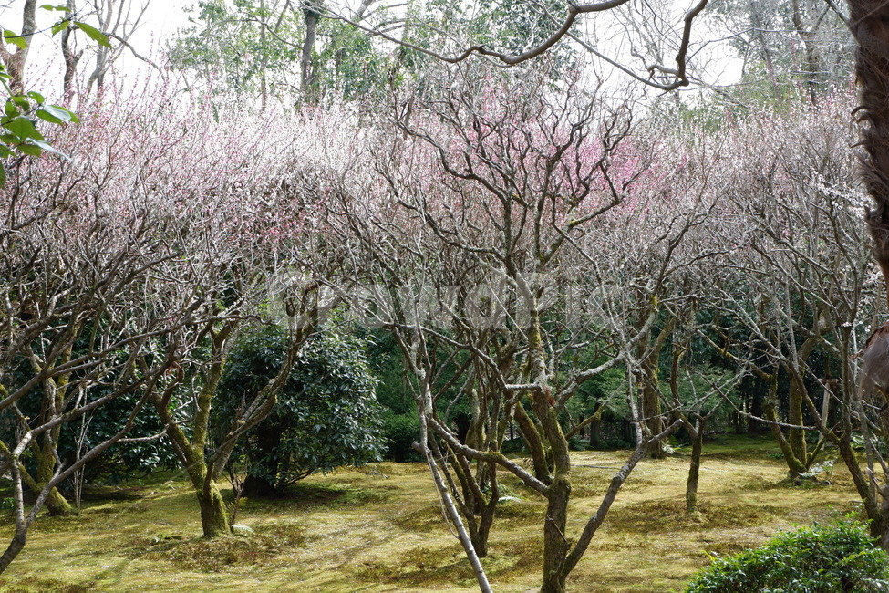 봄,벚꽃,꽃,나무,자연,봄,계절,spring,season,자연,풍경,nature,landscape,plant,식물,flower,blossom
