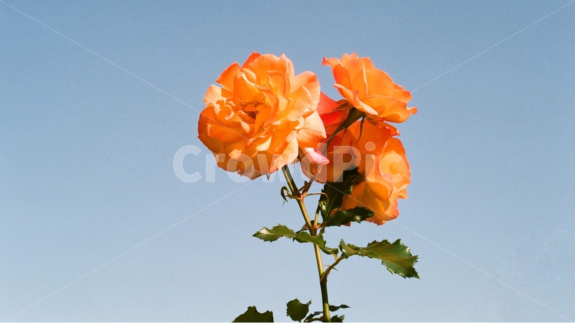 꽃,장미,화사한,필름,봄,감성,식물,자연,plants,nature,꽃,flower,색깔,색상,색채,색감,color sense,color sensitivity,feeling of color