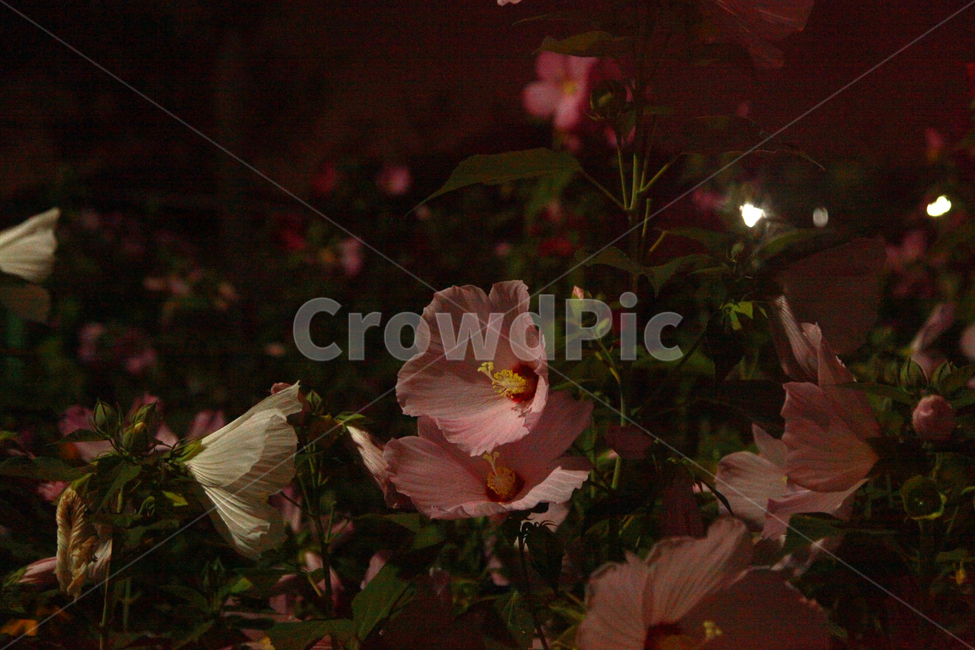 꽃,무궁화,밤,애국심,분홍색,flower,night,patriotism,pink