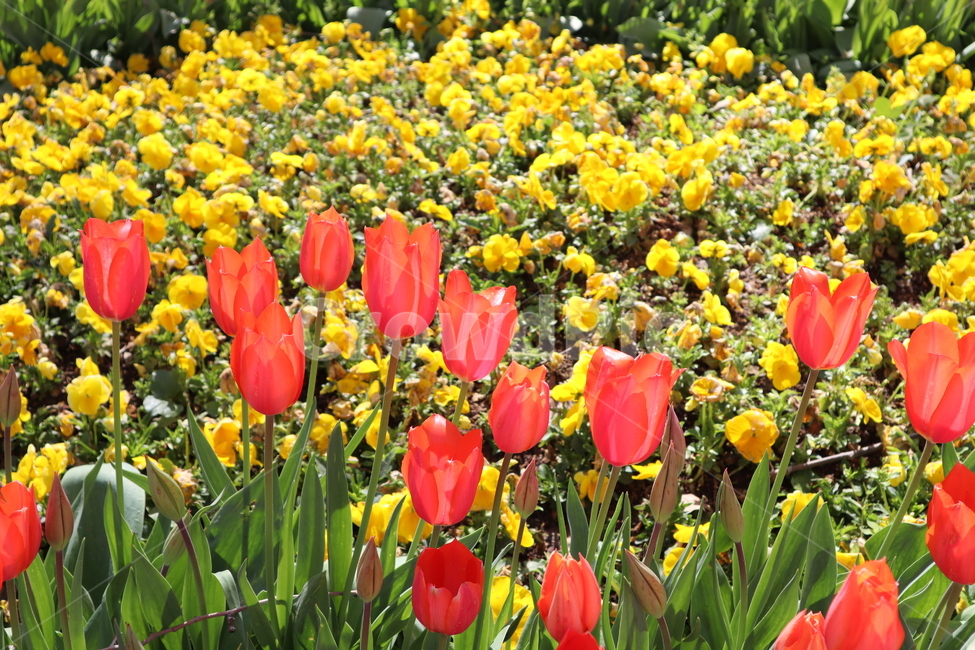 튤립,꽃밭,꽃,tulip,plant,식물,flower,blossom,식물,자연,plants,nature,꽃,flower
