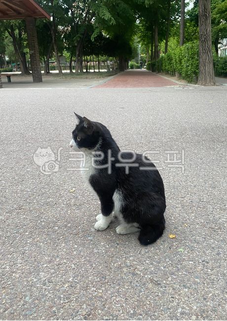 Meow,distance,nature,tree,cat cat,cute,Pets,stray cat,road,street,cat,road name,animal,pet