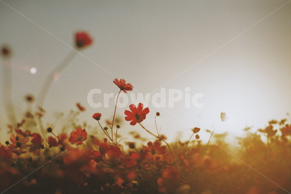 가을,코스모스,감성사진,식물,자연,가을,계절,fall,autumn,season,식물,자연,plants,nature,꽃,flower,leaf,잎,plant