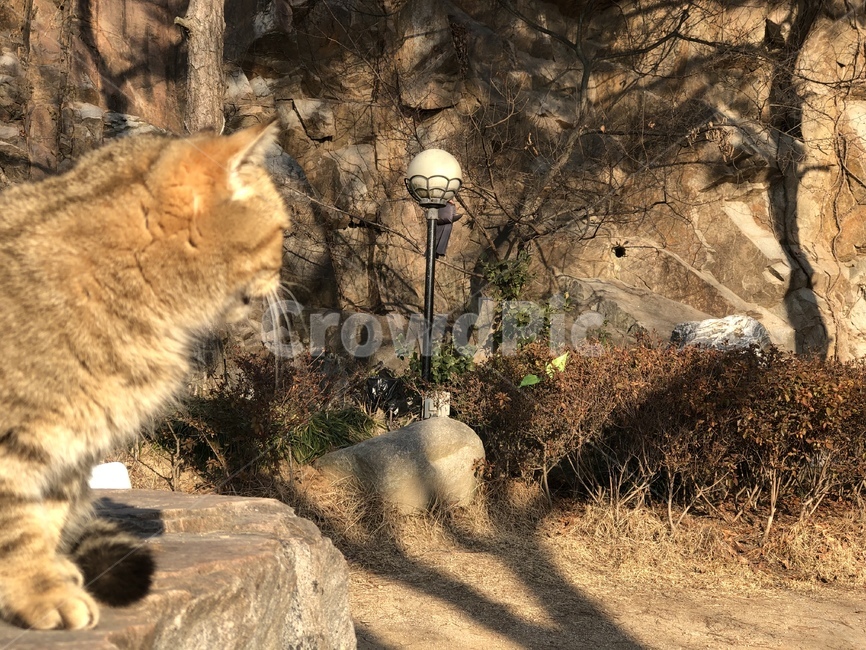 고양이,동물,고양이옆모습,귀여운,cute,cat,animal,동물,animal,포유류,mammal,고양이,cat,kitten,kitty