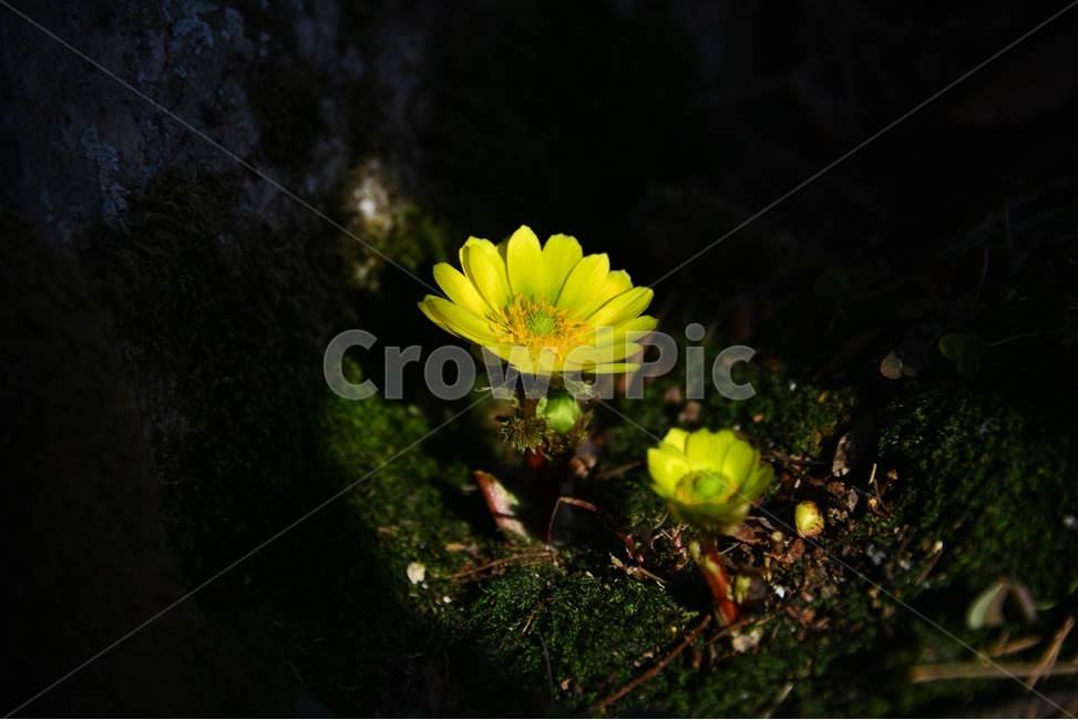 plant,식물,야생화,복수초,봄꽃,봄,계절,노랑꽃,꽃,식물,자연,plants,nature,꽃,flower