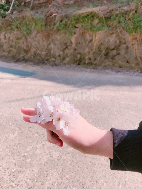 봄벚꽃,벚꽃,만개한벚꽃,봄,손벚꽃송이,봄,계절,spring,season,꽃,flower,blossom,petal,꽃잎,plant,식물