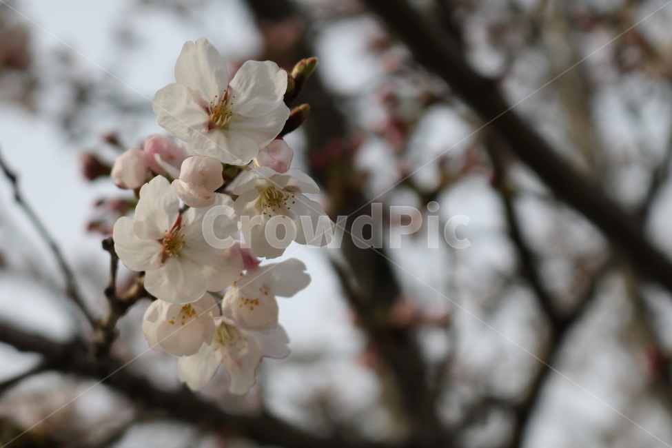 plant,식물,blossom,꽃,flower,벚꽃