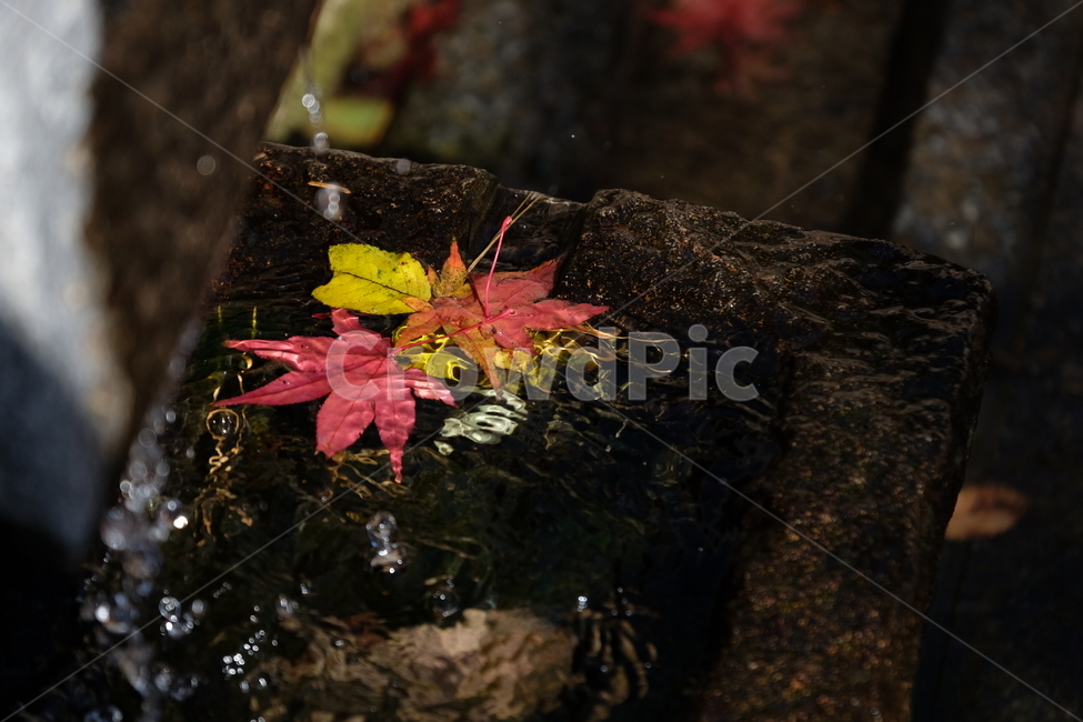 단풍,나무,가을,자연,식물,노란,노랑,fall,tree,주황,nature,red,yellow,붉은,plant,가을,계절,fall,autumn,season,자연,풍경,nature,landscape,leaf,잎